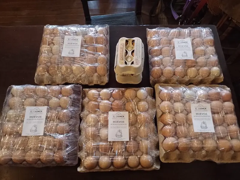 Huevos de gallinas felices producidos en el campo